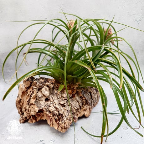 Tillandsia brachycaulos x concolor チランジア・ブラキカウロス×コンコロール Tillandsia エアープランツ エアプランツ ティランジア 着生コルクアレンジ