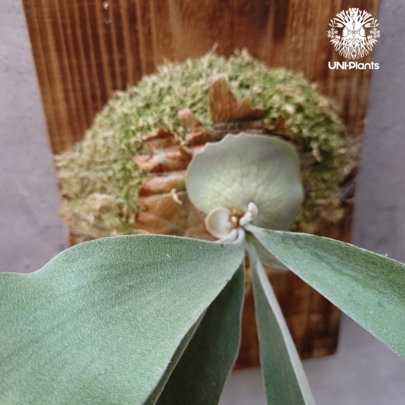 Patycerium veitchii wild（pup）ビカクシダ ベイチー ワイルド