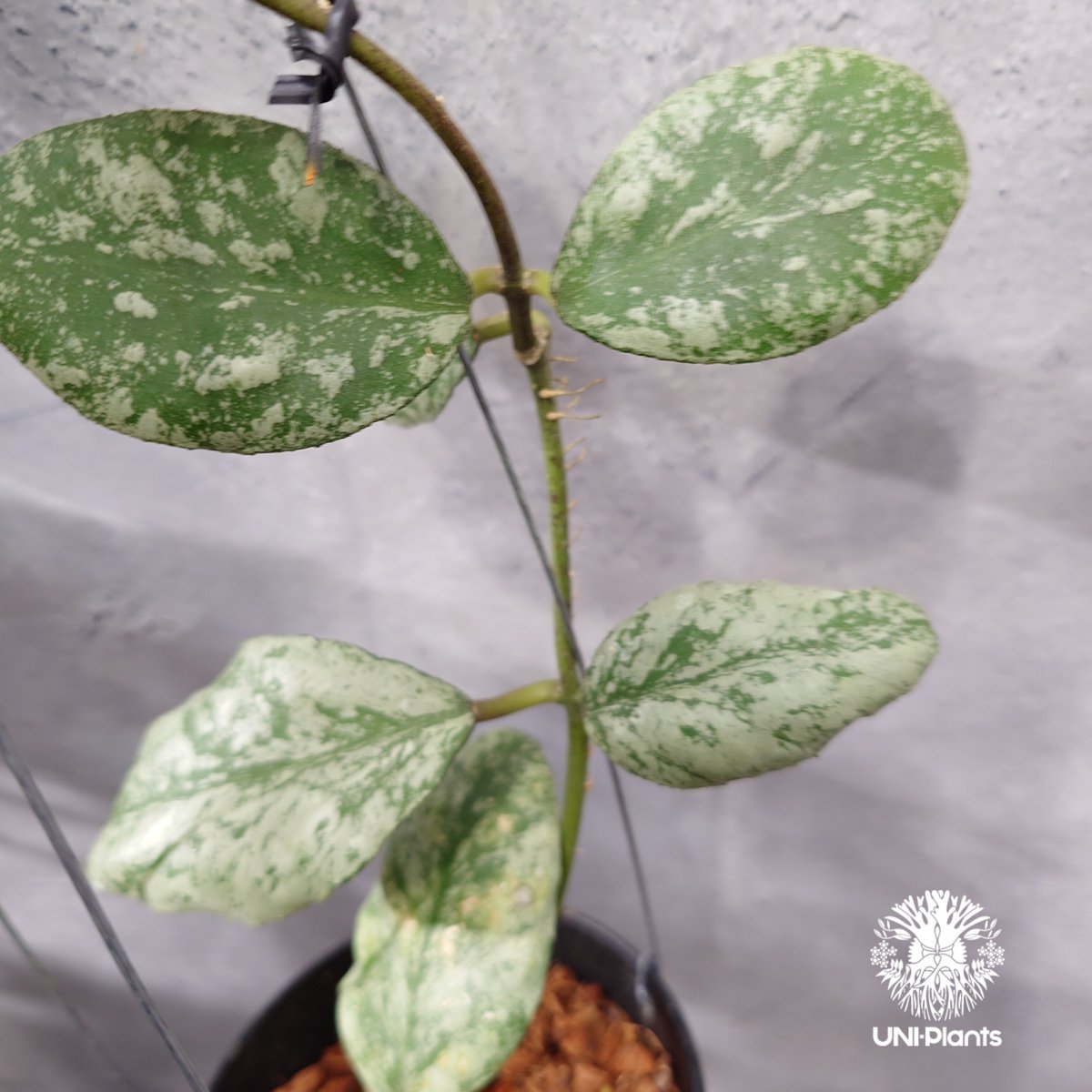 ホヤ ウェイマニアエ クラウディースカイ【現品・鉢タグ付・メルカリ便】サクララン 限定1株入荷 Hoya Waymaniae cloudy sky ホヤ ウェイマニアエ クラウ