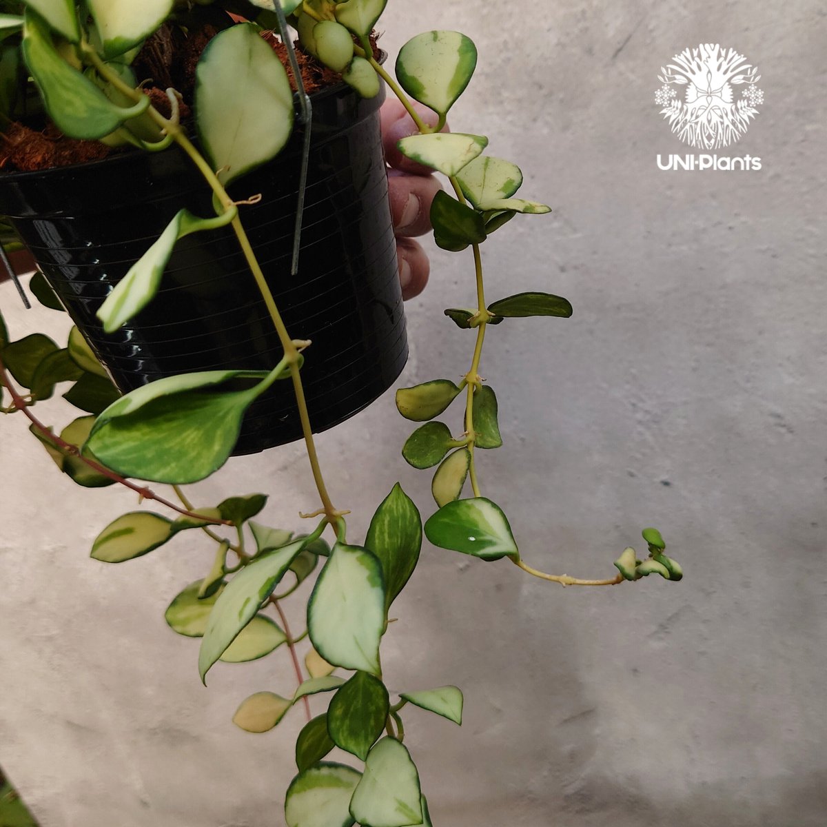 ホヤ ヘウスケリアナ バリエガータ Hoya Heuschkeliana variegata