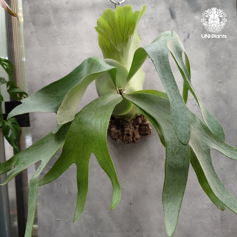 輸入株・一点物】Platycerium UAN #2｜希少種｜ビカクシダ