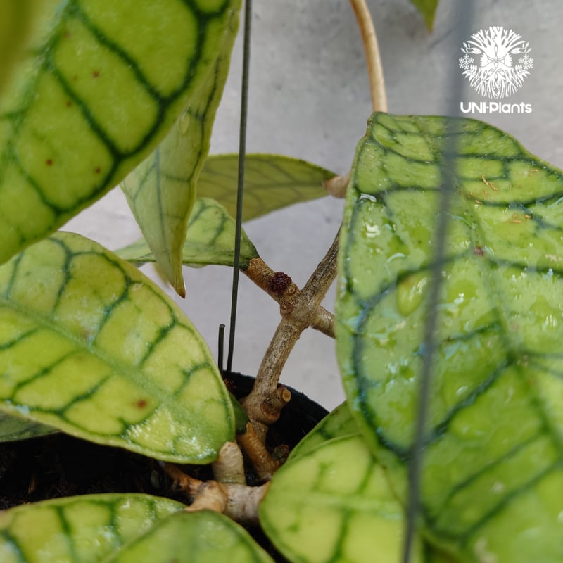 ホヤ カリストフィラ Hoya callistophylla 開花間近! ホヤ植物 ホヤの