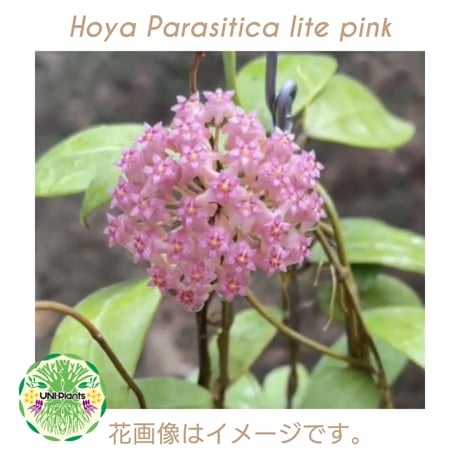 Hoya Parasitica lite pink ホヤ パラシティカ ライトピンク ホヤ植物 ホヤの花 つる性植物 ハンギング植物