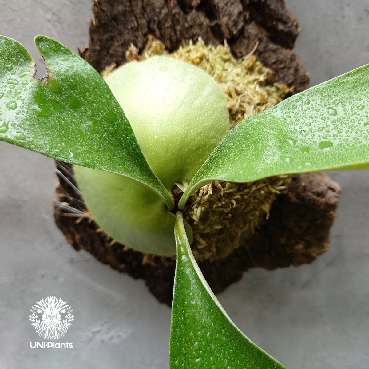ビカクシダ エリシー Platycerium ellisii コウモリラン