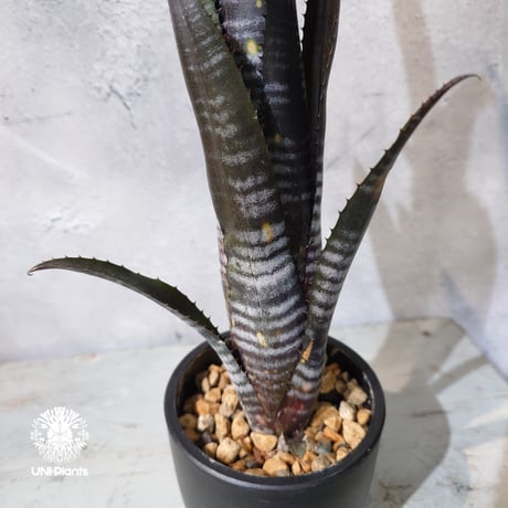 【国内繁殖株・一点物】Billbergia Darth Vader ｜ビルベルギア・ダースベイダー｜Billbergia｜ビルベルギア