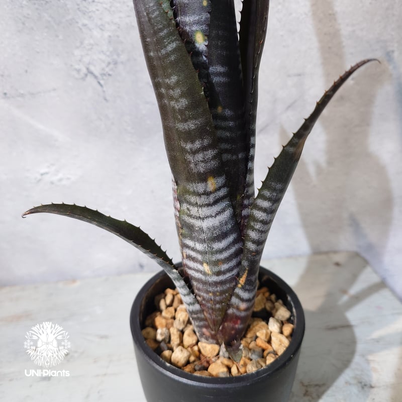 ビルベルギア　ダースベイダー① 特大株 国内繁殖株・一点物】Billbergia Darth Vader ｜ビルベルギア