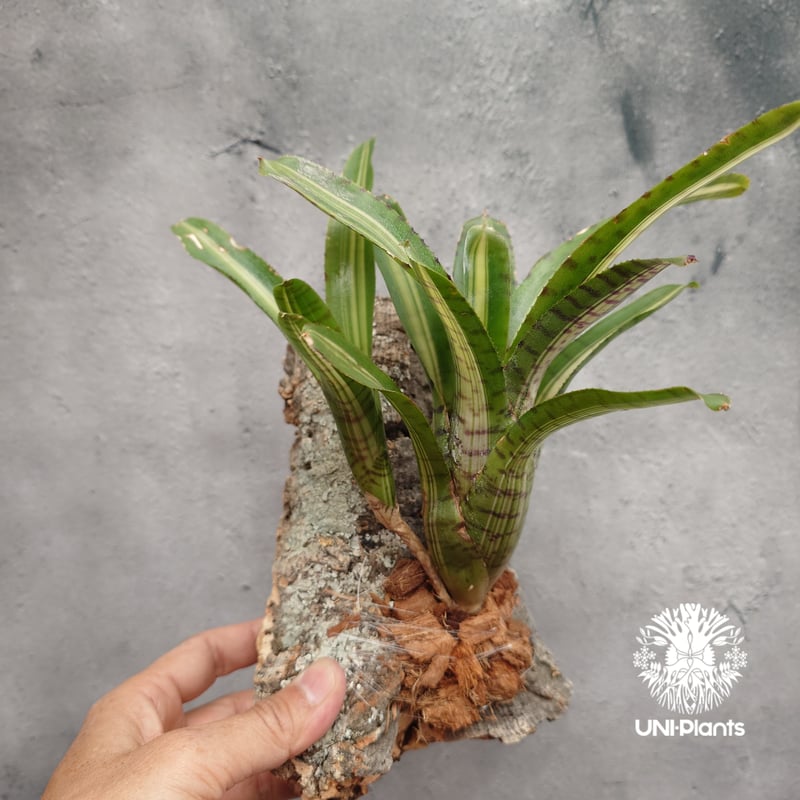 Neoregelia 'Palmares' ネオレゲリア・パルマレス ネオレゲリア Neore