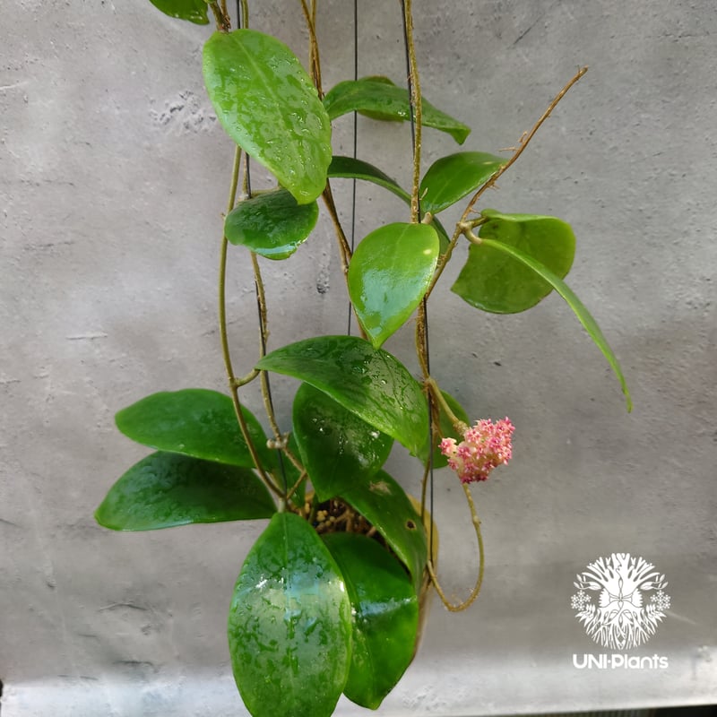 希少! Hoya mindorensis pink ホヤ ミンドレンシス ピンク Hoya M