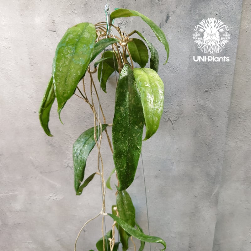 Hoya Finlaysonii splash （cv.trang）ホヤ フィレンソニー スプ