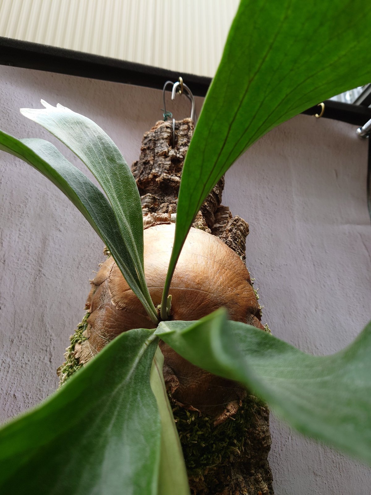 人気定番の ビカクシダ ビカクシダ コウモリラン hillii Platycerium ヒリー ビカクシダ