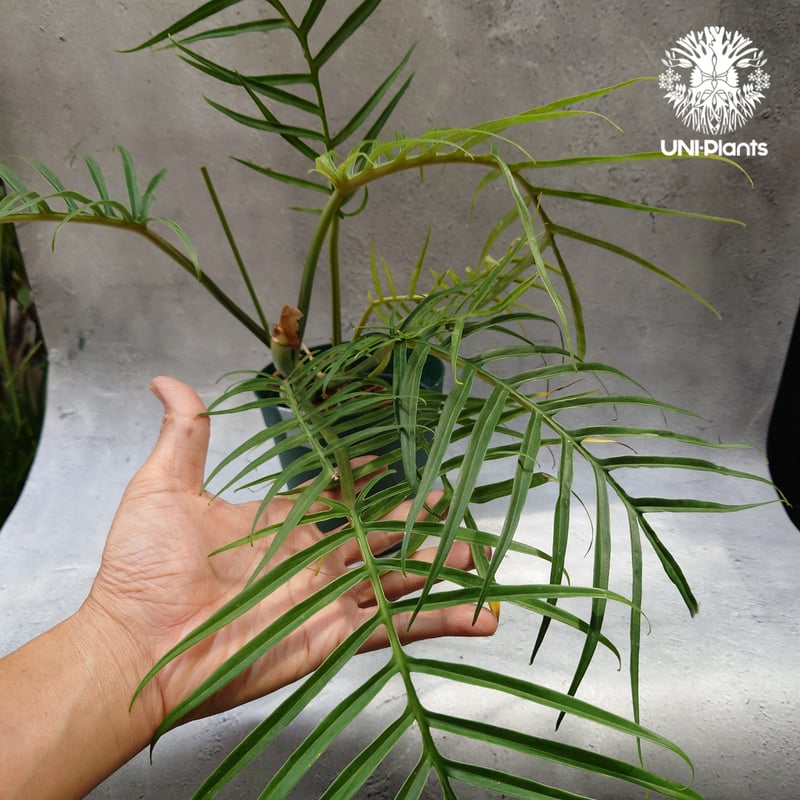 Philodendron tortum フィロデンドロン トータム フィロデンドロン Phil