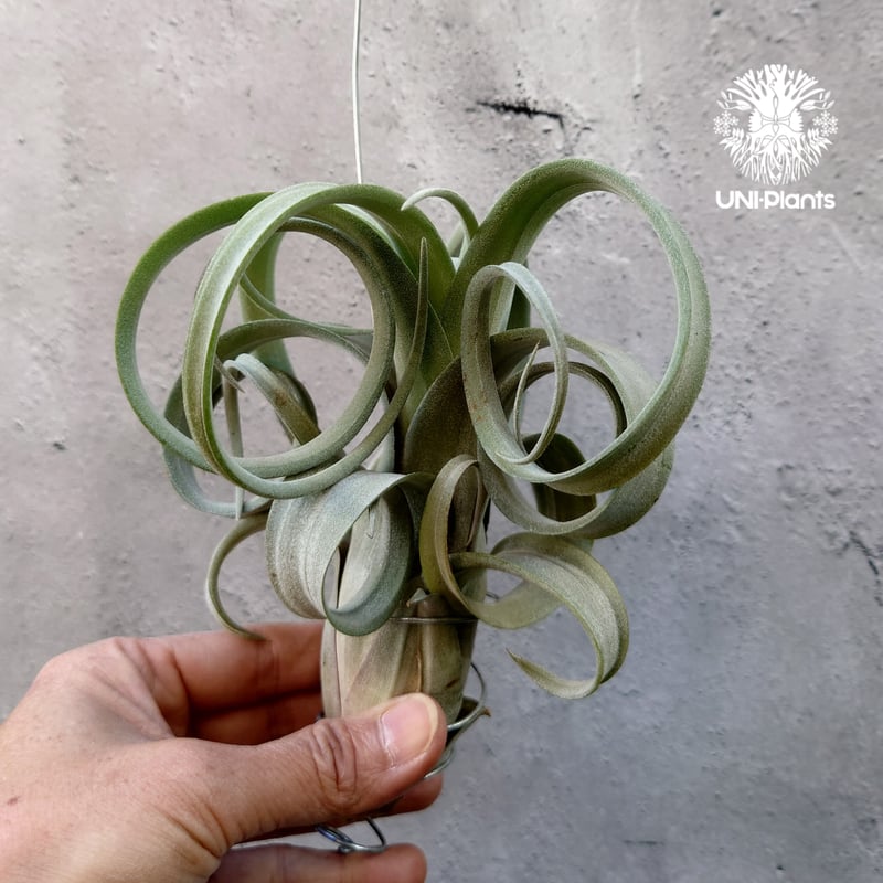Tillandsia Curly slim チランジア カーリースリム Hybrid-Till