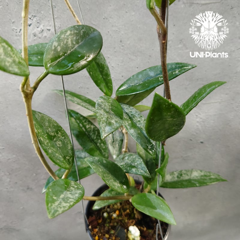 Hoya carnosa wilbur graves china ホヤ カルノサ ウィバー グ