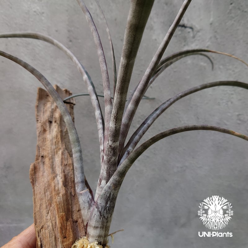 Tillandsia hildae チランジア ヒルダエ インテリア植物 エアー