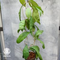 Hoya stenophylla ホヤ ステノフィラ 希少 ホヤ植物 ホヤの花 珍しい
