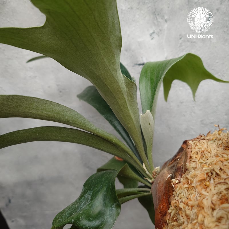 Platycerium sp.(spore) ビカクシダ 品種不明 ビカクシダ子株 シダ植物