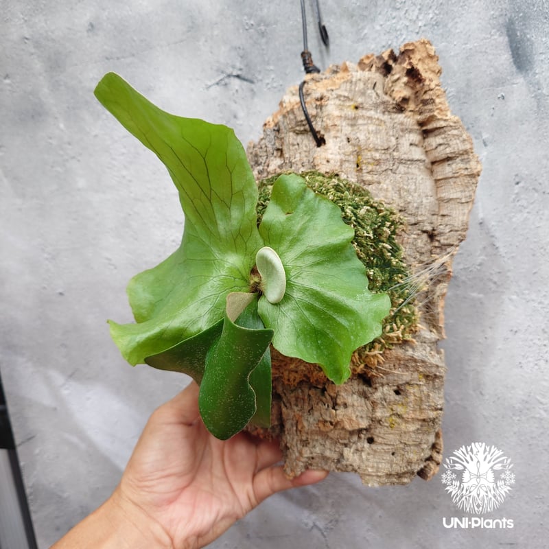 Platycerium Neptune (pup) ビカクシダ ネプチューン ビカクシダエレ