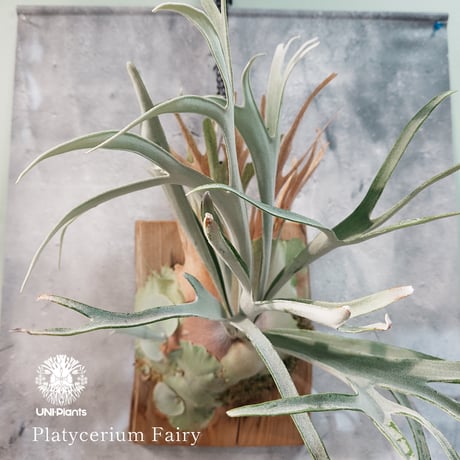 【タイ直輸入・国内繁殖株】Platycerium Fairy  | ビカクシダ  ｜ビカクシダ交配種｜希少種｜Platycerium