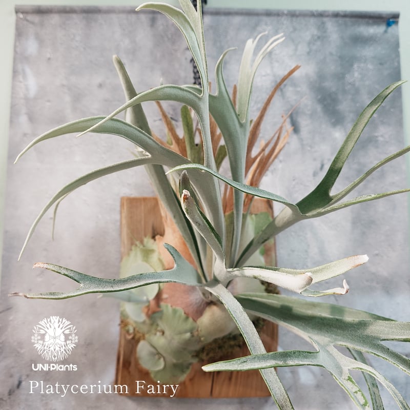タイ直輸入・国内繁殖株】Platycerium Fairy | ビカクシダ ｜ビカクシダ