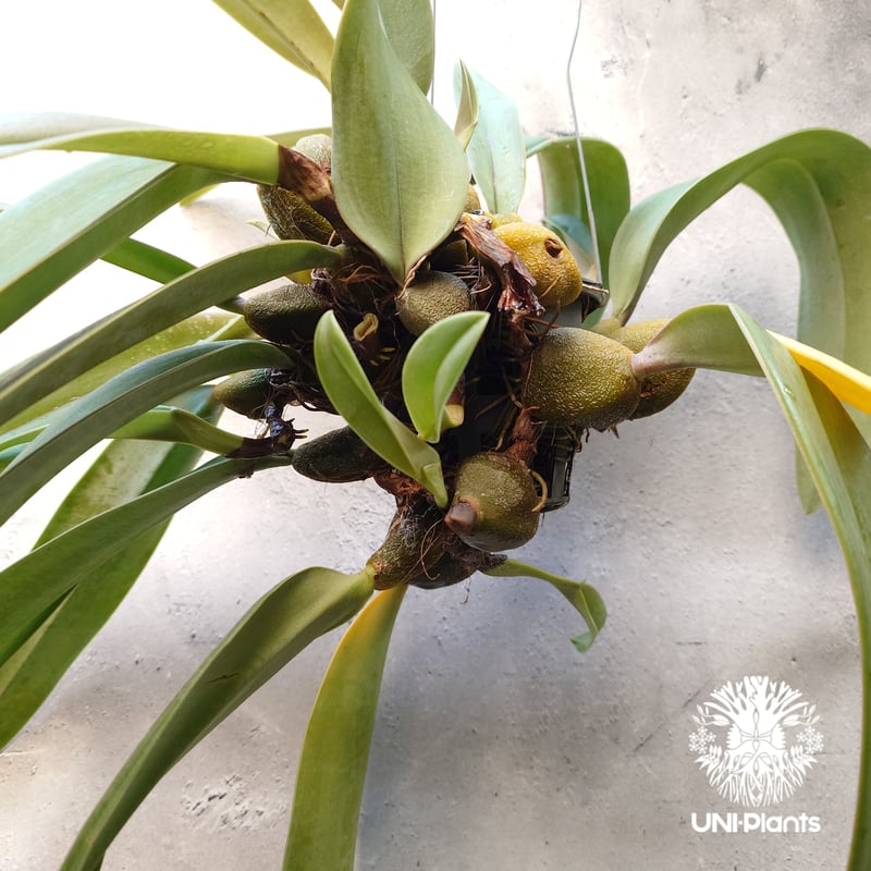 Bulbophyllum cruentum x phalaenopsis バルボフィラム クル