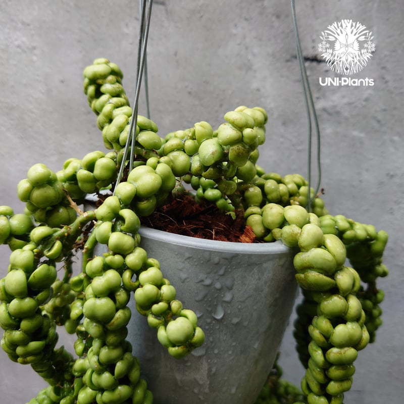 Dischidia nummularia Dragon jade ディスキディア ヌンムラリア