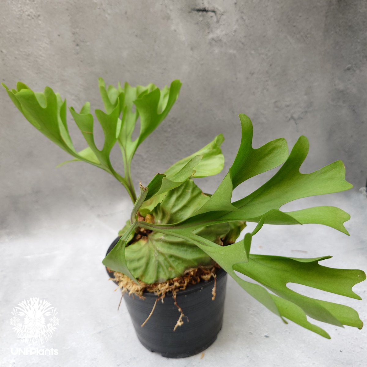 pyuarrow　マクロザミア　リドレイ2個 ルシーダ2個 pyuarrow マクロザミア リドレイ2個 ルシーダ2個 pyuarrow様