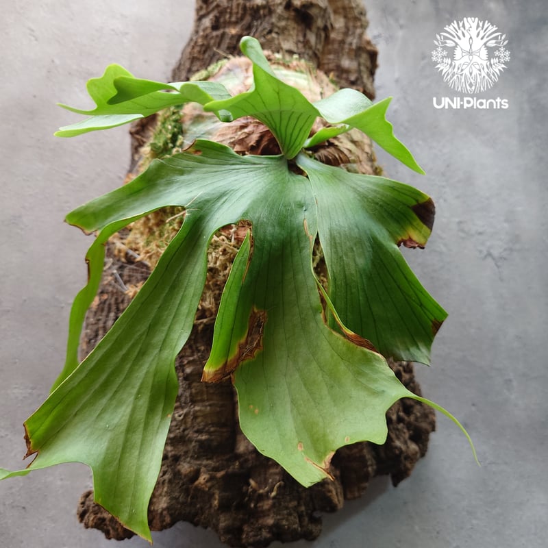 Platycerium coronarium 