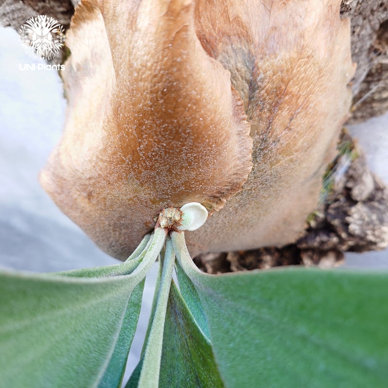 Platycerium Honey moon ビカクシダ ハニームーン ビカクシダ シダ植物