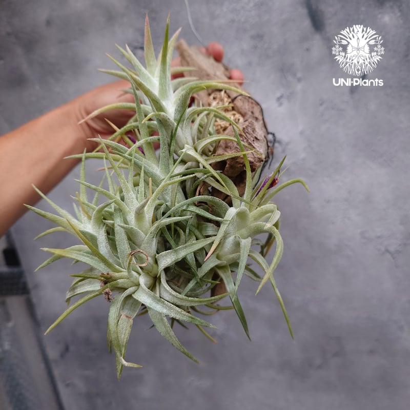 Tillandsia ionantha var. vanhyningii ティランジア イオナ