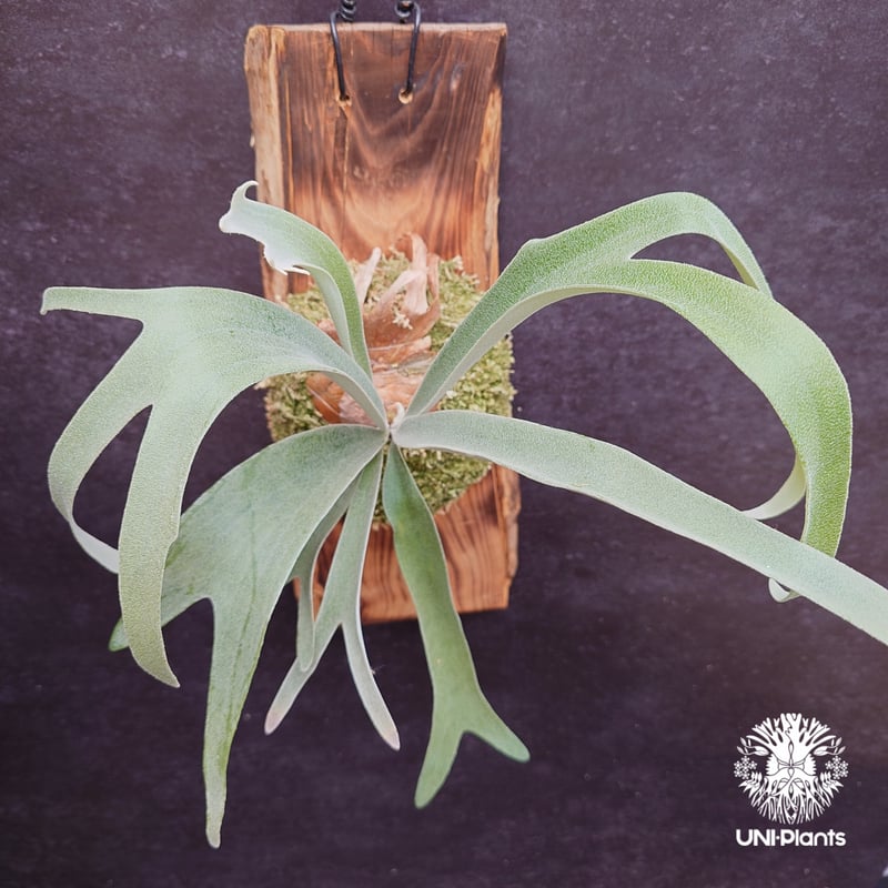 Patycerium veitchii ' Nukul ' ビカクシダ ベイチー シダ植物 ビ