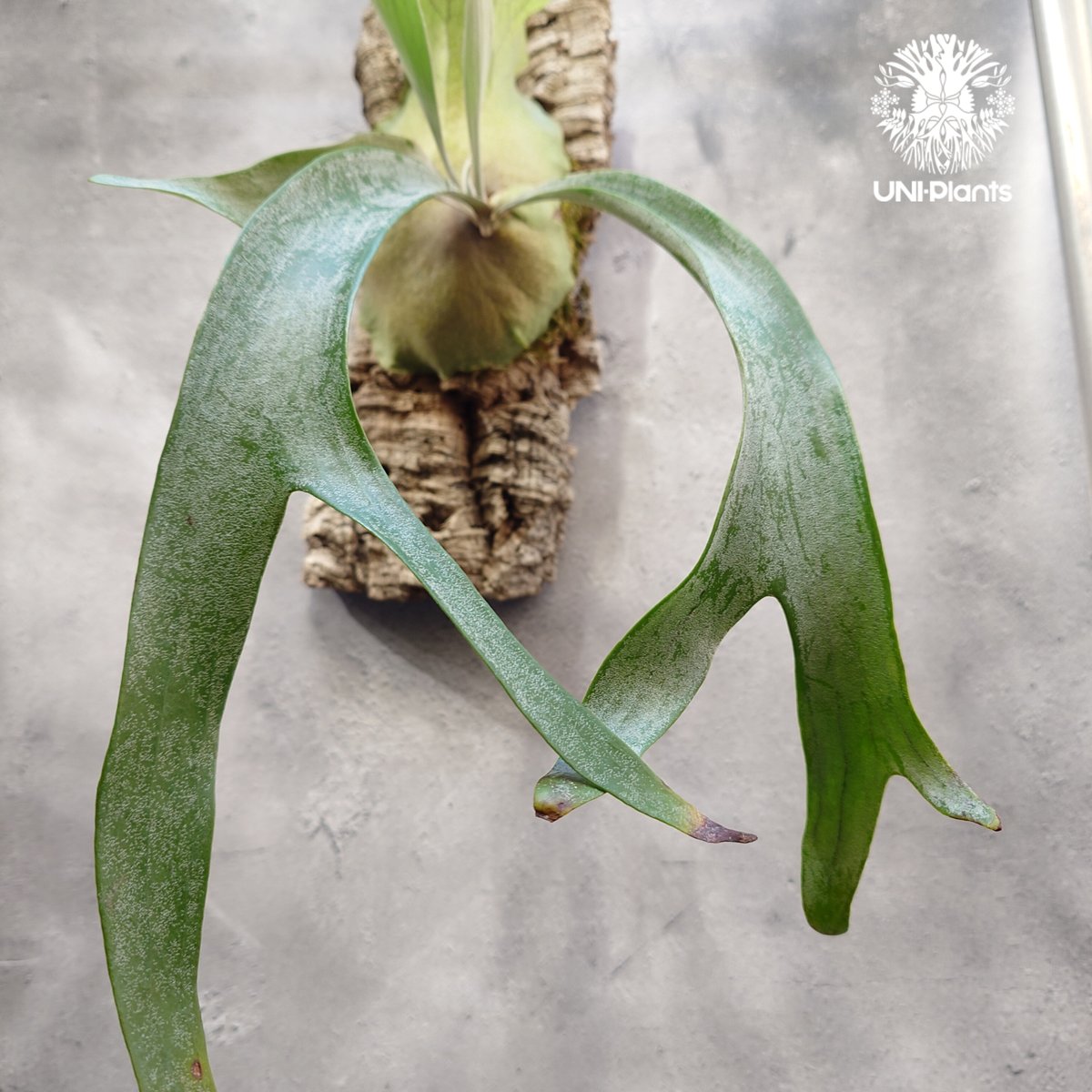 Platycerium Paul Vespa（ポールべスパ) 特選大株ビカクシダ Platycerium Paul Vespa（ポールべスパ) 特選大株ビカクシダ P