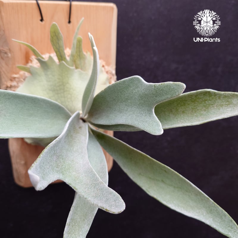 Patycerium veitchii cv. Silver frond ビカクシダ ベイチー