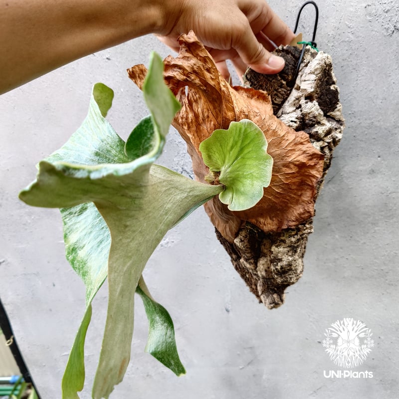 現品【ステマリア】　コウモリラン ビカクシダ　★コルク付　 BI0171 ビカクシダ ステマリア Platycerium stemaria コウモリラン ビカクシダ