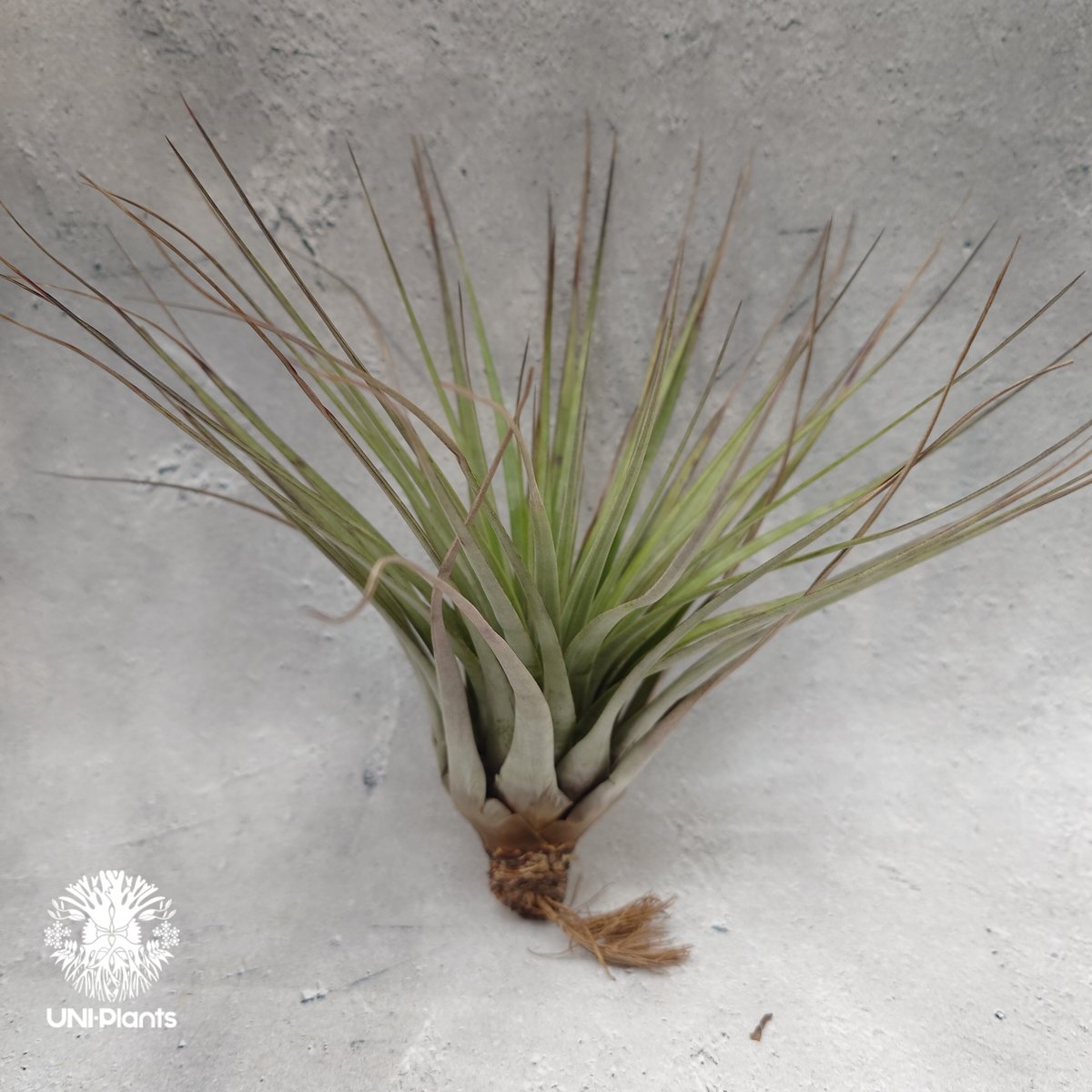 Tillandsia Fasciculata × V. venosispica (M) チラン