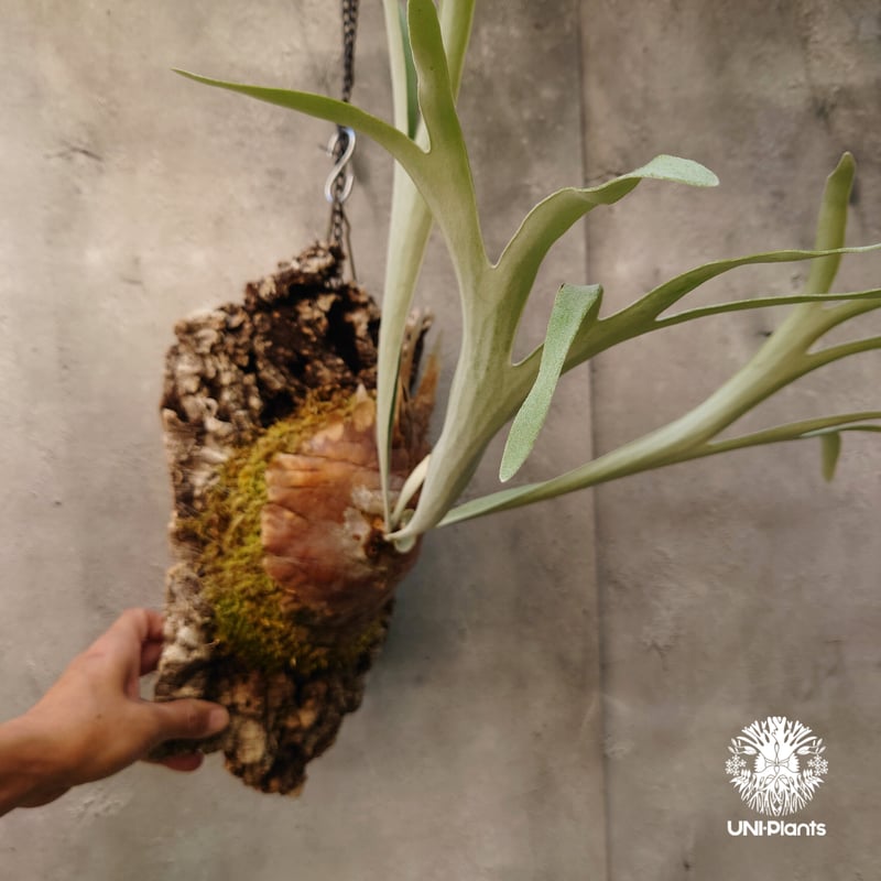 ビカクシダ　レモイネイ　選抜 ビカクシダ レモイネイ Platycerium veitchii 'Lemoine' コウモリ