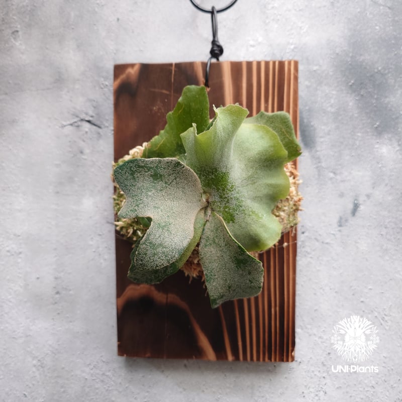 Platycerium willinckii wild cat(spore) ビカクシダ ウィ