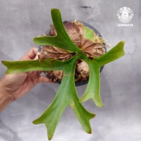 Platycerium sp.Mt.Lewis Thin & dwarf `Little ki