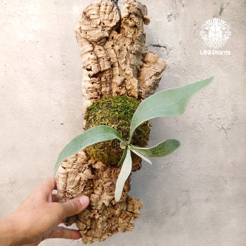 ビカクシダ ベイチー Patycerium veitchii コウモリラン ビカクシダ