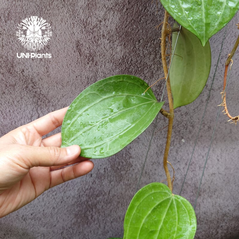 Hoya Latiforia ホヤ ラティフォリア とても大ぶり! ホヤ 植物 ホヤの