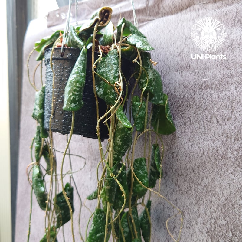 観葉植物ホヤ　インブリカータ ホヤ インブリカータ 「 Hoya imbricata」4/17-329 | SHOUCHIKUEN