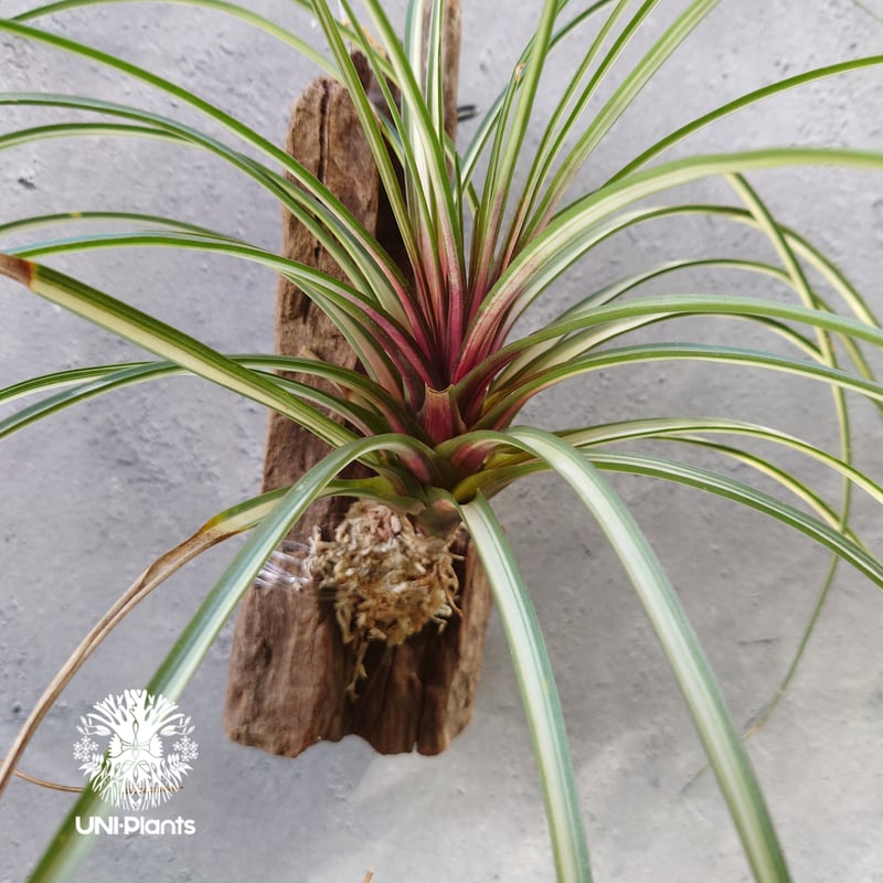 Tillandsia cyanea variegata チランジア キアネア バリエガータ