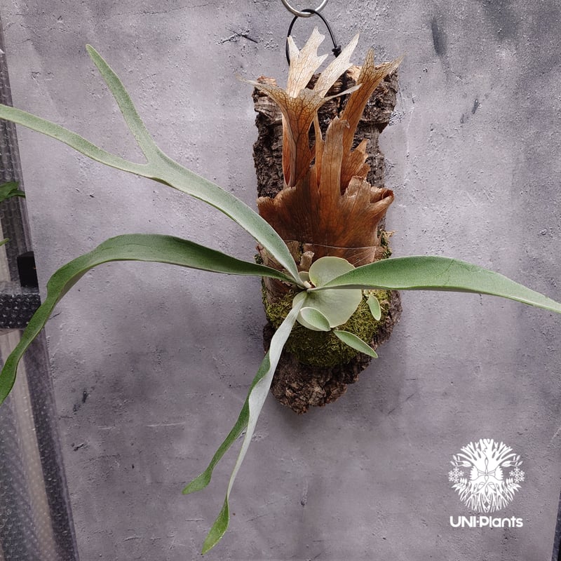 ビカクシダ ベイチー(子株) Platycerium veitchii(pup) コウモリラン