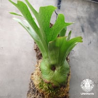 Platycerium Summer Breeze (P.Lemoinei x P.Bicor Platycerium Summer Breeze (P.Lemoinei x P.Bicor
