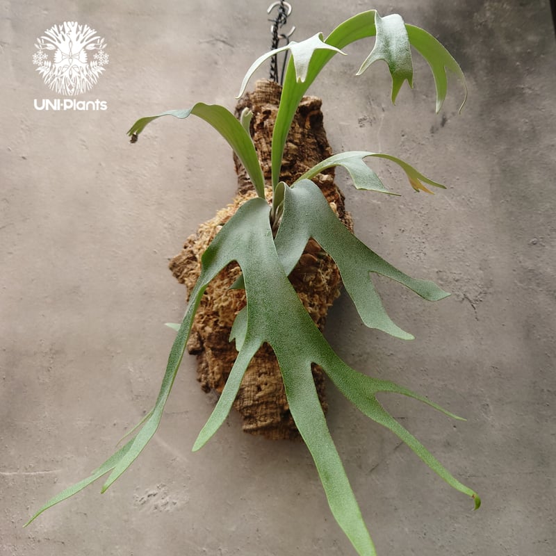 ビカクシダ ウィリンキーcv.バリ Platycerium willinckii cv.Bal