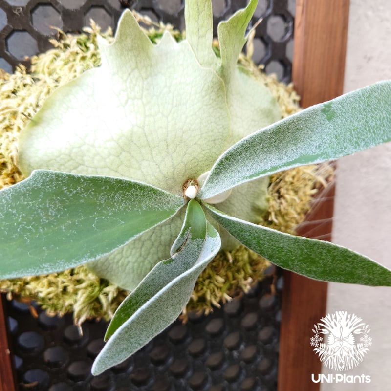 veitchii white ビカクシダ Platycerium White Wing (veitchii x willinckii) #ビカクシダ専門店