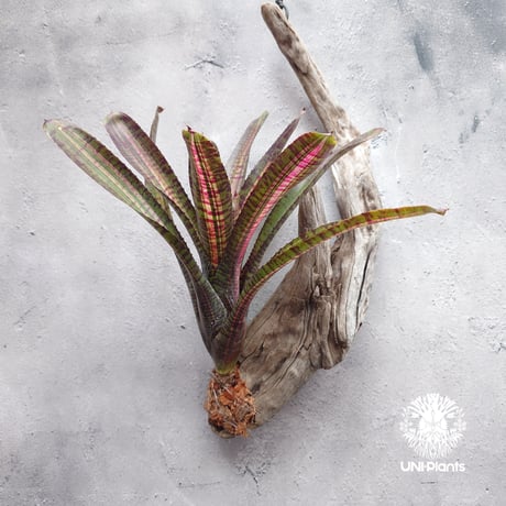 Neoregelia Hot Ember ネオレゲリア ホットエンバー Neoregelia ネオレゲリア着生アレンジ ブロメリア Bromeliad ブロメリア科ネオレゲリア属