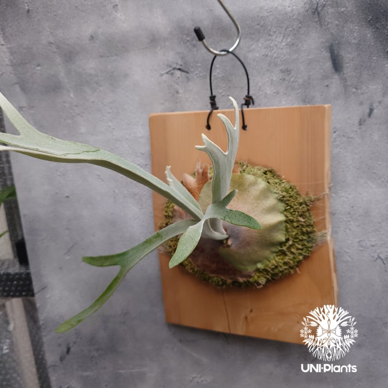 Patycerium veitchii wild ビカクシダ ベイチー ワイルド コウモリラン