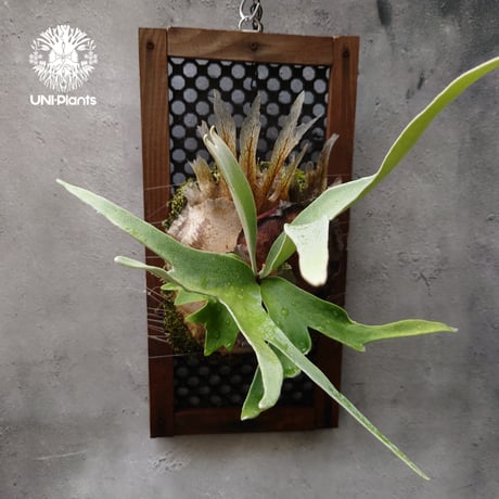 ビカクシダ子株 | STORES