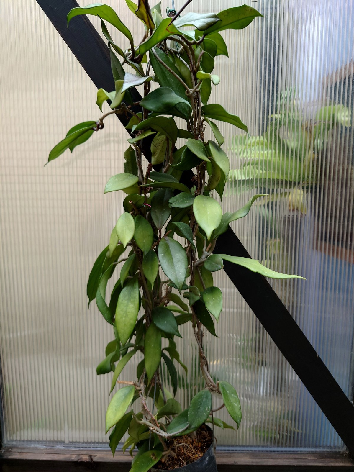 ホヤ　ロイヤルハワイアンパープル ホヤ•ロイヤルハワイアンパープル｜園芸日記byいも子｜みんなの