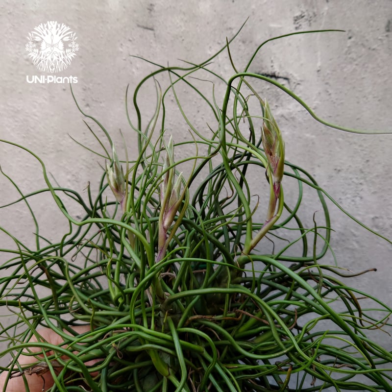 Tillandsia bulbosa チランジア ブルボーサ 大株 インテリア植物